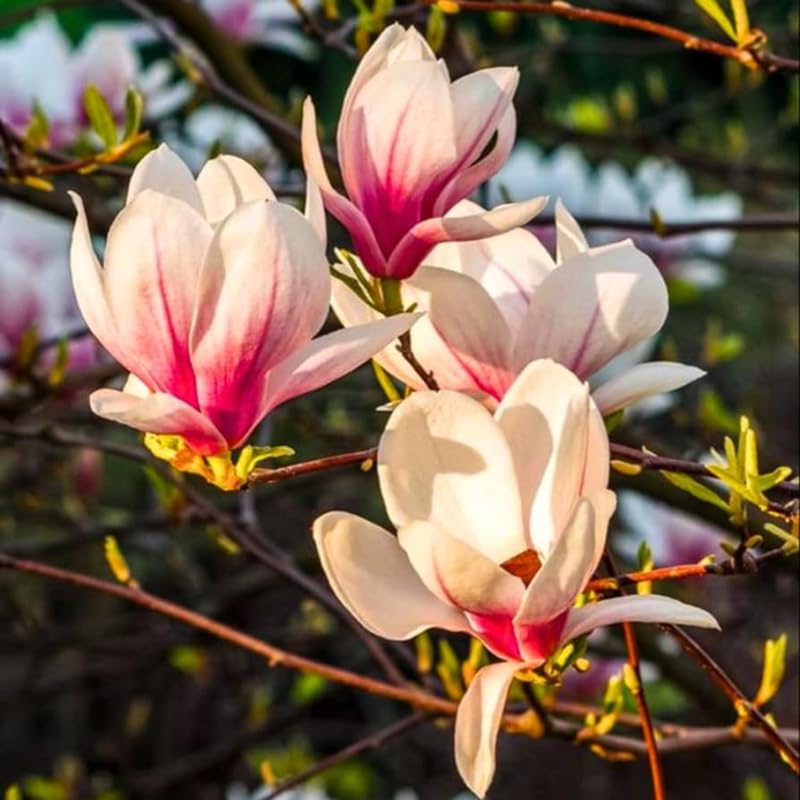 Amazon.com : 2 Magnolia Trees Live Plant, Fragrant Magnolia Plant